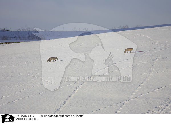 laufender Rotfuchs / walking Red Fox / AXK-01120