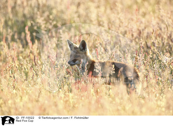 junger Rotfuchs / Red Fox Cup / FF-10022
