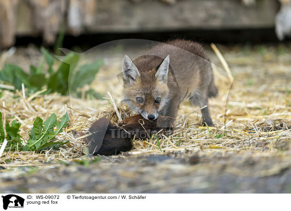 junger Rotfuchs / young red fox / WS-09072