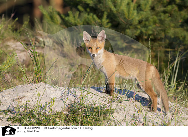 junger Rotfuchs / young Red Fox / THA-08220