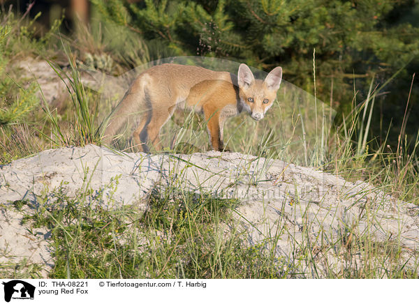junger Rotfuchs / young Red Fox / THA-08221