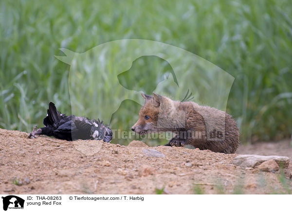 junger Rotfuchs / young Red Fox / THA-08263