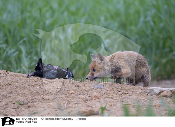 junger Rotfuchs / young Red Fox / THA-08265