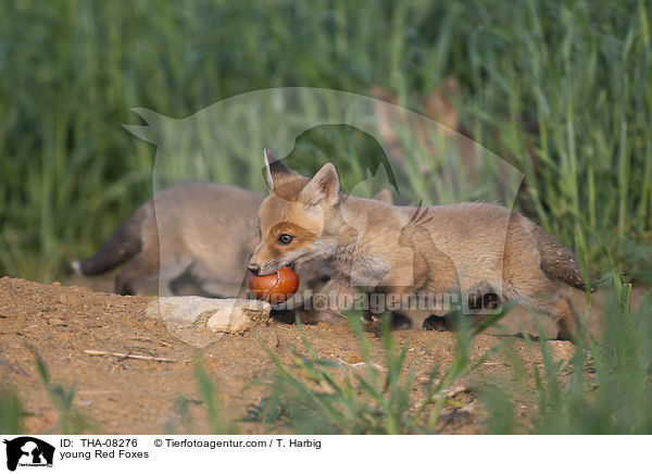 junge Rotfchse / young Red Foxes / THA-08276