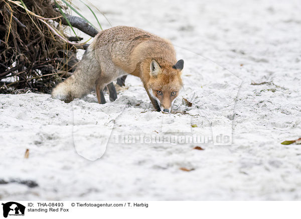 stehender Rotfuchs / standing Red Fox / THA-08493