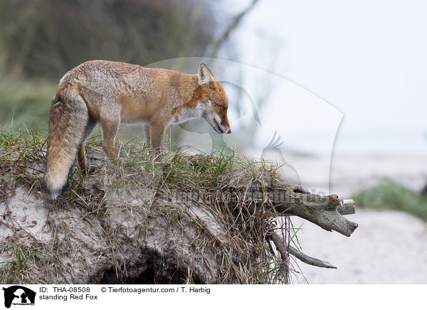 stehender Rotfuchs / standing Red Fox / THA-08508