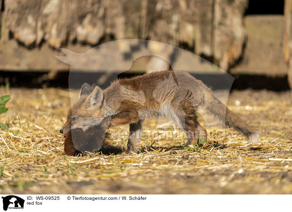 Rotfuchs / red fox / WS-09525