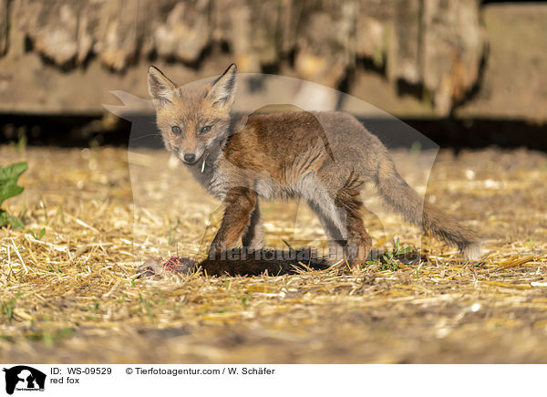 Rotfuchs / red fox / WS-09529