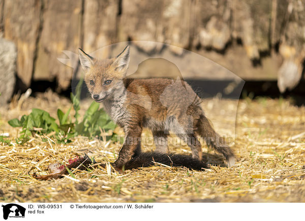 Rotfuchs / red fox / WS-09531