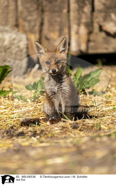 Rotfuchs / red fox / WS-09536