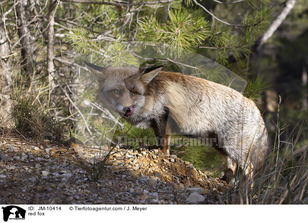Rotfuchs / red fox / JM-10414