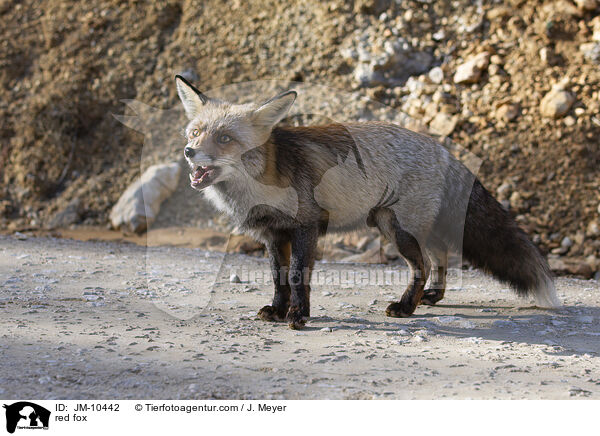 Rotfuchs / red fox / JM-10442