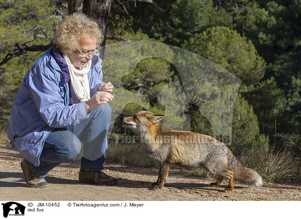 Rotfuchs / red fox / JM-10452