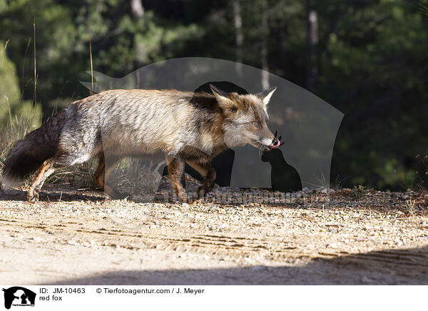 Rotfuchs / red fox / JM-10463