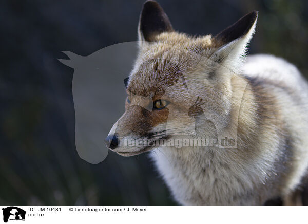 Rotfuchs / red fox / JM-10481