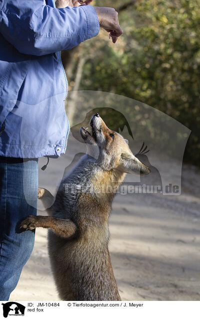 Rotfuchs / red fox / JM-10484