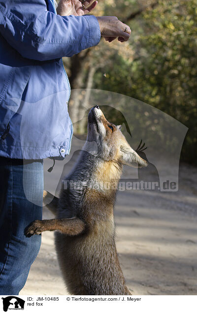 Rotfuchs / red fox / JM-10485