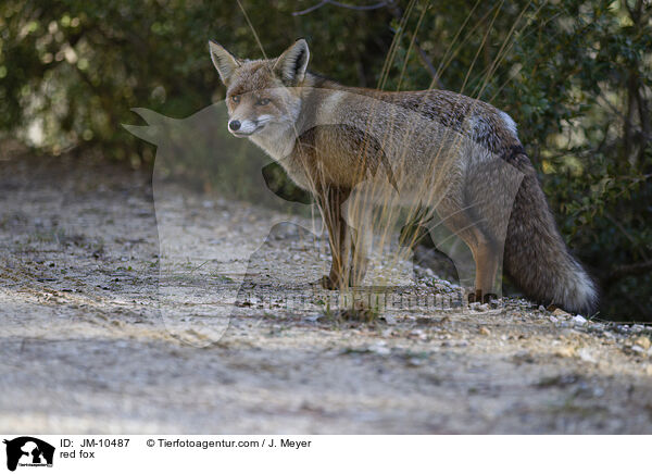 Rotfuchs / red fox / JM-10487