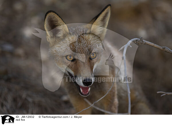 Rotfuchs / red fox / JM-12932