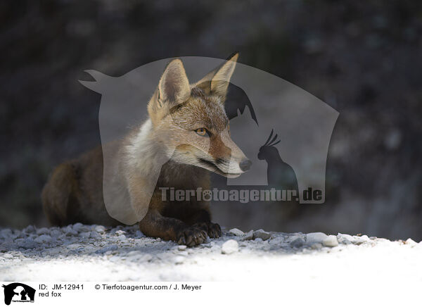 Rotfuchs / red fox / JM-12941