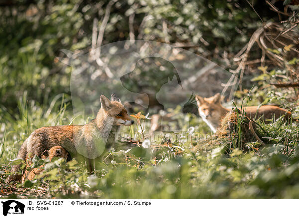 Rotfchse / red foxes / SVS-01287