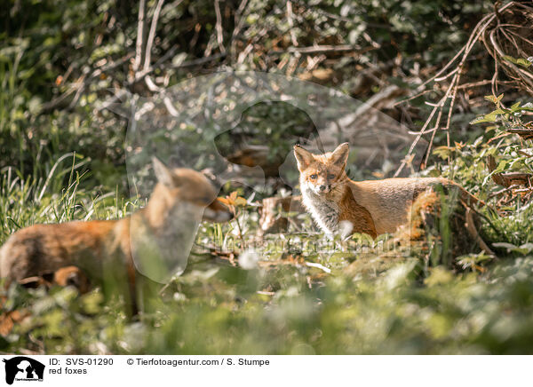 Rotfchse / red foxes / SVS-01290