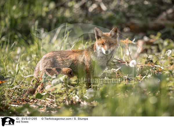 Rotfchse / red foxes / SVS-01295