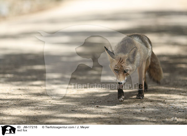 Rotfuchs / red fox / JM-17216