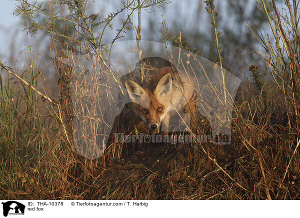 red fox / THA-10378
