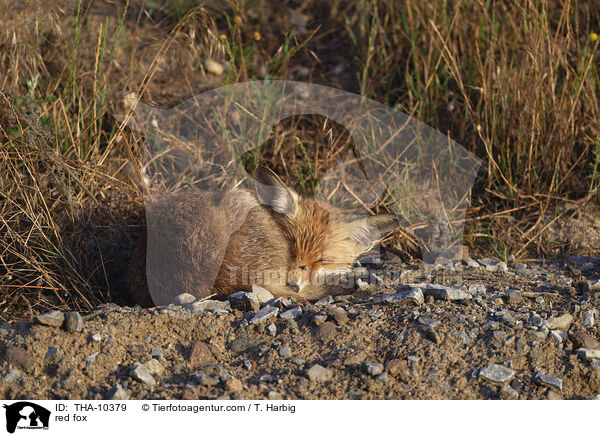 Rotfuchs / red fox / THA-10379