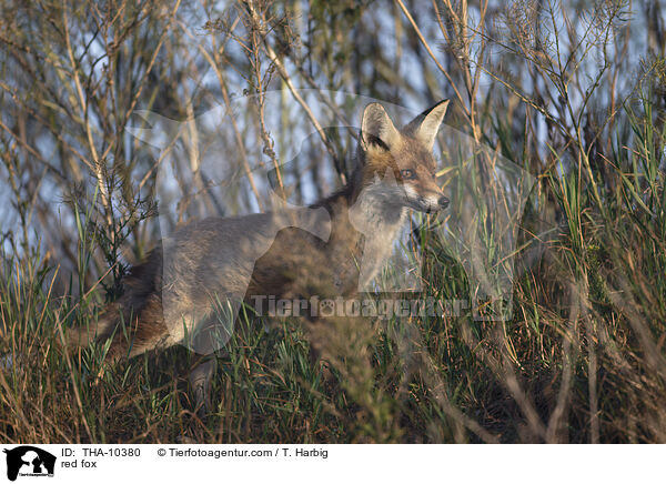 Rotfuchs / red fox / THA-10380