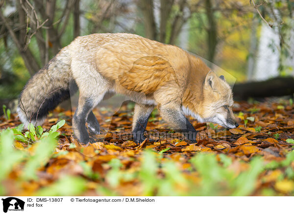 Rotfuchs / red fox / DMS-13807