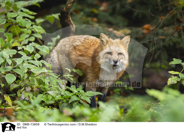 Rotfuchs / red fox / DMS-13808