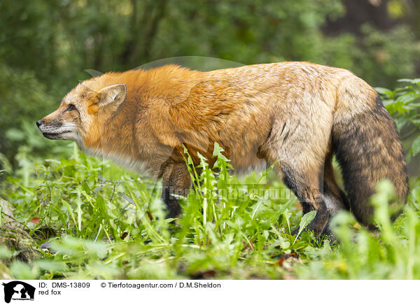 Rotfuchs / red fox / DMS-13809