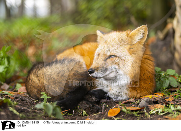 Rotfuchs / red fox / DMS-13815