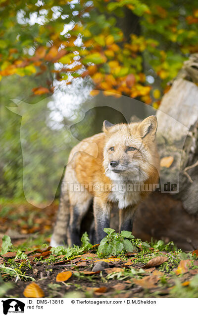 red fox / DMS-13818