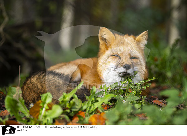 red fox / DMS-13823