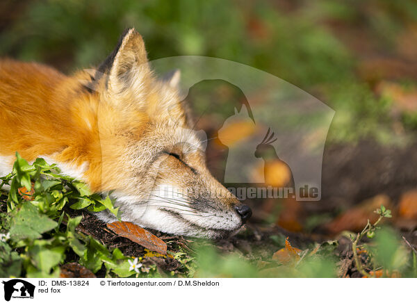 Rotfuchs / red fox / DMS-13824