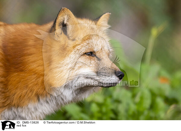 Rotfuchs / red fox / DMS-13826