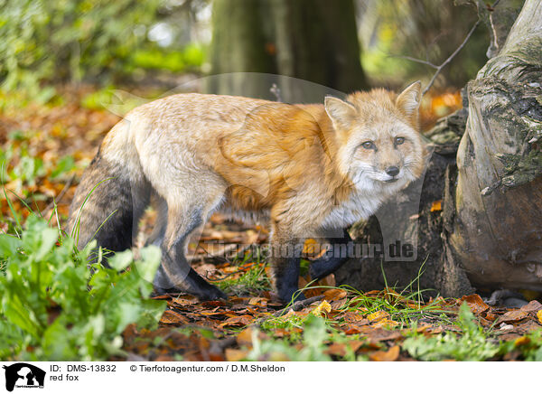 red fox / DMS-13832