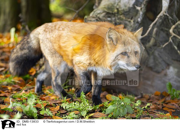 red fox / DMS-13833