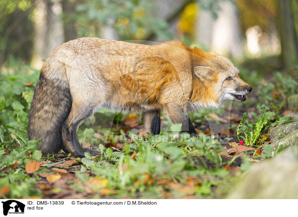 Rotfuchs / red fox / DMS-13839