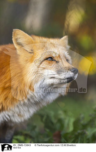 red fox / DMS-13843
