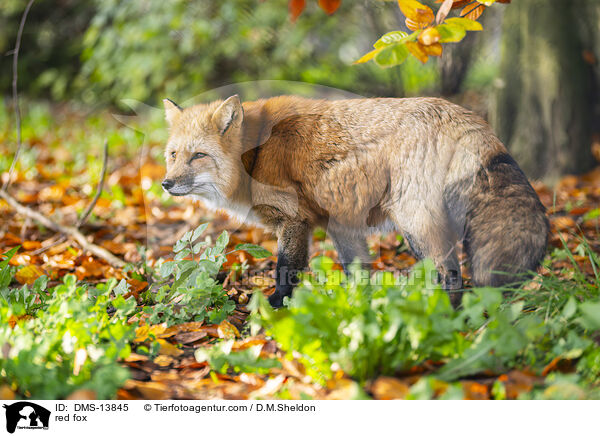 Rotfuchs / red fox / DMS-13845