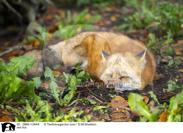 Rotfuchs / red fox / DMS-13849