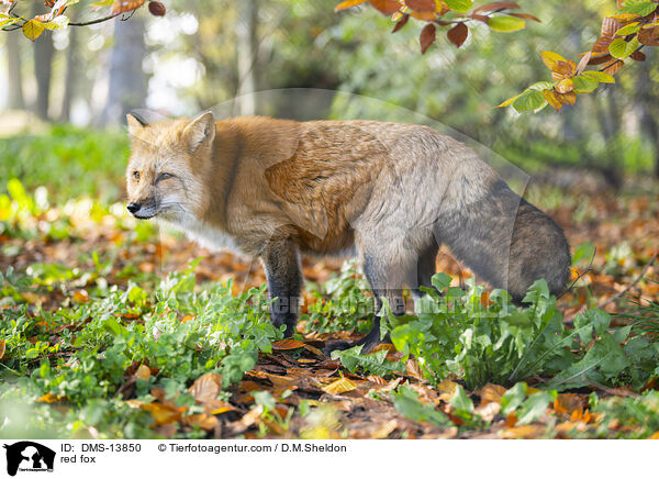 Rotfuchs / red fox / DMS-13850