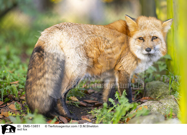 Rotfuchs / red fox / DMS-13851