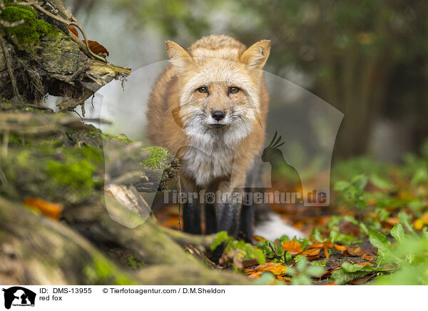 red fox / DMS-13955