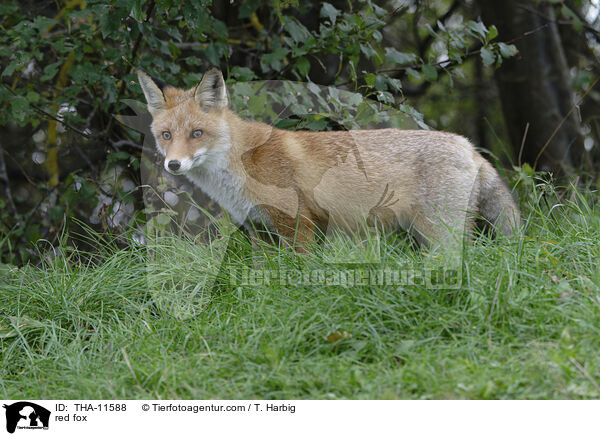 Rotfuchs / red fox / THA-11588