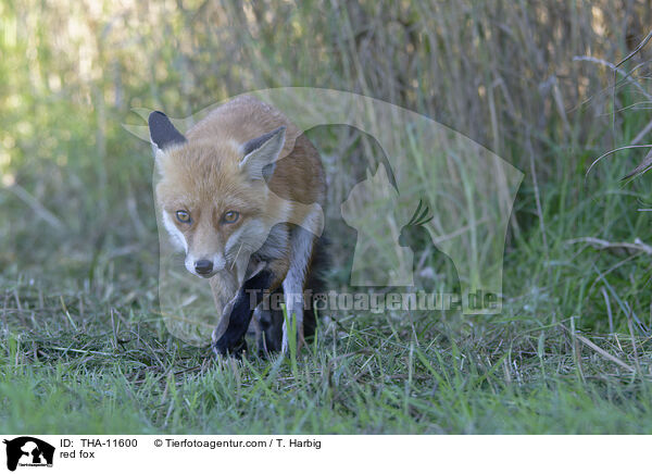 Rotfuchs / red fox / THA-11600
